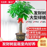 发财树盆栽室内好养大型招财，树绿植物客厅，办公室开业花卉盆景甲醛