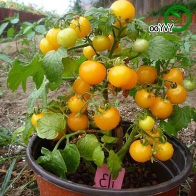 Yellow Tomato Seed Garden Plant Organic Vegetable Seeds|ruв категории оборудование/инструменты, приборы, электронные весы - от Buy2taobao.com для оказания профессиональной услуги покупки агента Taobao