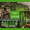 适用多肉植物生长灯30w绿植物墙苗圃植物，补光led室内全光谱led轨