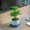 密叶矮生迷你文竹盆栽桌面绿植，盆景室内办公室，茶桌小植物中式盆景