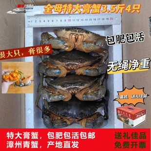 福建青蟹鲜活特大超大一斤一只大海蟹活体螃蟹红鲟膏蟹 3.5斤4只