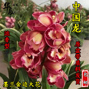 中国龙金边兰花墨兰，大花浓香兰花，室内绿植花卉兰花盆栽
