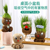 儿童植物小盆栽草头，娃娃幼儿园创意观察生长绿植趣味搞笑头上长草