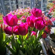 荷兰郁金香种球一代大球水培花卉盆栽重瓣植物室内外四季开花