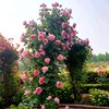 珊瑚果冻月季盆栽四季开花舍农索城堡，的女人花苗红苹果庭院玫瑰花