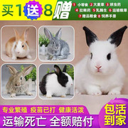 兔子活体家兔公主兔宠物兔侏儒兔垂耳兔长不大家养肉兔活物