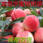 四川嫁接桃树树苗龙泉脆甜桃，树苗特大苹果水蜜桃，苗果树苗当年结果