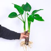 水培大叶千手观音盆栽花小植物室内桌面盆景滴水观音千佛手常绿叶