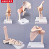 人体关节模型骨骼手肘腕脚踝骨，肩膝关节髋骨科附韧带医学教学玩具