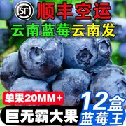 新鲜云南蓝莓当季新鲜水果