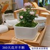 姬乙女月季迷你小盆栽室内客厅，茶桌面绿植，超微型蔷薇玫瑰花卉盆景