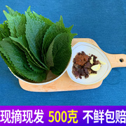 苏子叶新鲜食用包饭韩国烤肉叶日式料理绿色蔬菜紫苏菜叶500g
