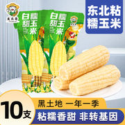 东北白甜糯玉米真空包装新玉米粘糯新鲜玉米棒苞米非即食现摘
