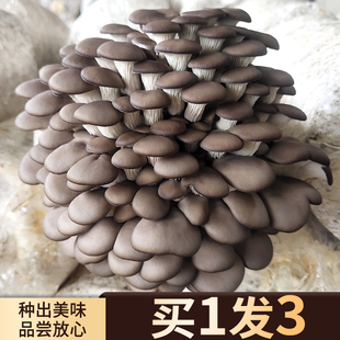 灰平菇蘑菇种植包可食用菌包家庭(包家庭)栽培种蘑菇阳台香菇菌棒袋装盆栽