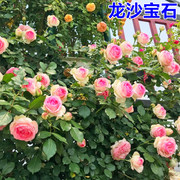 粉色龙沙宝石藤本月季花苗庭院，阳台爬藤植物，攀援植物玫瑰蔷薇花苗