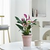 紫掌香妃进口稀有盆栽紫色花卉红掌室内好养活植T物办公室桌面绿