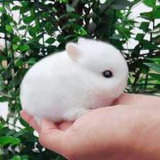 小兔子活体侏儒兔迷你长不大小型公主熊猫垂耳小型宠物兔子小白兔