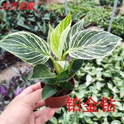 室内小盆栽绿植植物 柏金钻 绿钻 白粉刚果盆景花卉