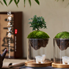 达摩九里香苔藓微景观迷你趣味办公室内桌面，创意玻璃小绿植物盆栽