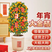 金桔树盆栽带果客厅绿植，室内大型植物桔子，橘子树苗花卉年桔桔树