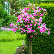 棒棒糖树桩月季花苗特大花朵花卉，植物庭院四季开玫瑰带花树状月季