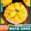 海南菠萝蜜新鲜水果黄肉干(黄肉干)苞菠萝蜜一整个新鲜水果整箱当季红