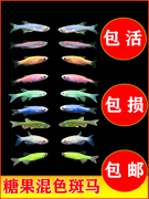 斑马鱼灯科鱼红斑马活体红绿灯，孔雀鱼草缸淡水小型热带观赏鱼活体