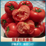 山东普罗旺斯番茄生吃西红柿4.5斤沙瓤新鲜蔬菜水果大番茄
