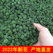 2023新花绿健三七花250g云南文山4年田七花茶新花