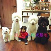 纯种巨型贵宾犬幼犬活体大型泰迪犬巨贵犬白色棕色巨型泰迪宠物狗