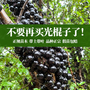 台湾嘉宝果树苗带果树葡萄苗当年结果四季水果苗盆栽庭院阳台带土