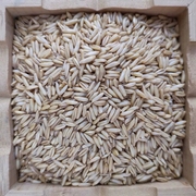 甘肃特产莜麦子莜麦米旱地，莜麦甜醅原料，油麦会宁杂粮粗粮3斤