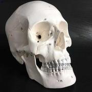 高档医学人体头骨模型1 1仿真头颅C骨模型神经科模型头骨功能分区