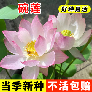 四季开花碗莲种子水培植物花卉室内庭院鱼缸水养莲花荷花睡莲盆栽