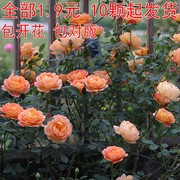 月季玫瑰蔷薇藤本欧月花苗，爬藤植物多季开花庭院，阳台盆栽绿植花卉