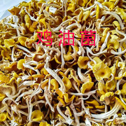 康定特产鸡油菌食用菌煲汤干货蘑菇