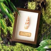 天然贝壳海螺相框装饰画摆件家居创意植物桌面节日生日礼物