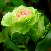 阳台花园盆栽花卉绿星观花花卉植物大花玫瑰经典的绿色花朵月季苗