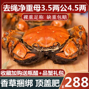 活蟹去绳净重大闸蟹母蟹3.5两公蟹4.5两特大螃蟹鲜活河蟹8只