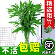 富贵竹水培植物客厅绿植带根花卉，绿萝室内盆栽转运竹子水养开花卉