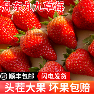 丹东99草莓红颜奶油应当季新鲜水果，九九牛奶大草莓礼盒