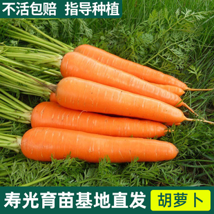 红水萝卜水果胡萝卜四季种孑种籽樱桃萝卜种子蔬菜菜盆阳台盆栽