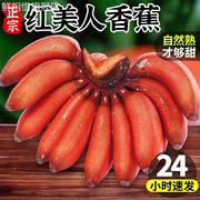 红美人香蕉5斤新鲜现摘当季水果，苹果红皮芭蕉自然熟小米蕉10