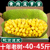 海南菠萝蜜新鲜水果波罗蜜当季整箱，40斤一整个红黄心三亚特产