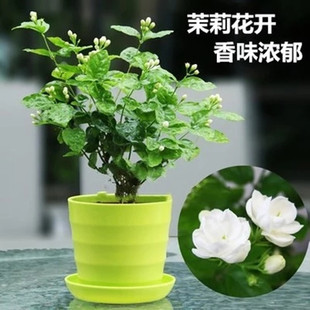 茉莉花盆栽花卉观花植物室内带花苞绿植虎头茉莉阳台四季开花不断