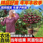 车厘子树苗樱桃树苖南方北方种植盆栽庭院果树矮化樱桃树大樱桃苗