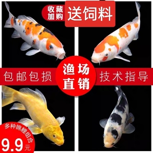 中国红冷水淡水观赏鱼锦鲤鱼活鱼金鱼小型好养红鲤鱼纯种小锦鲤