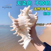 超大千手螺特大菊，花螺天然海螺贝壳鱼缸，装饰品造景地中海风格摆件