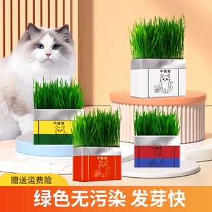 猫草盆栽种子猫薄荷水培化毛球草小麦育苗盘幼猫零食猫咪用品种植
