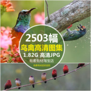 鸟类飞禽动物小鸟高清摄影图片自然幼鸟纲鸟语花香素材JPG图集